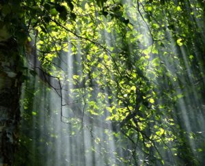 forest, trees, sunlight, woods, branches, greenery, foliage, plants, flora, woodland, nature, countryside, forest, forest, forest, forest, forest, trees, nature, nature