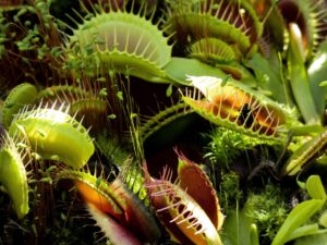 venus fly trap, fly trap, fly, trap, plant, predatory plant, nature, green, tropical