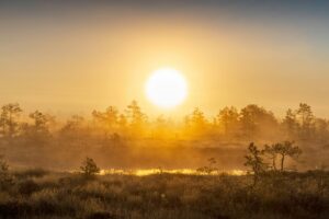 Golden sunrise illuminating a misty bog with trees in a tranquil, natural setting.